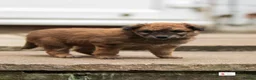 Mixed Breed dogs for sale: Italian Volpino puppies 🦊 - Advert 4
