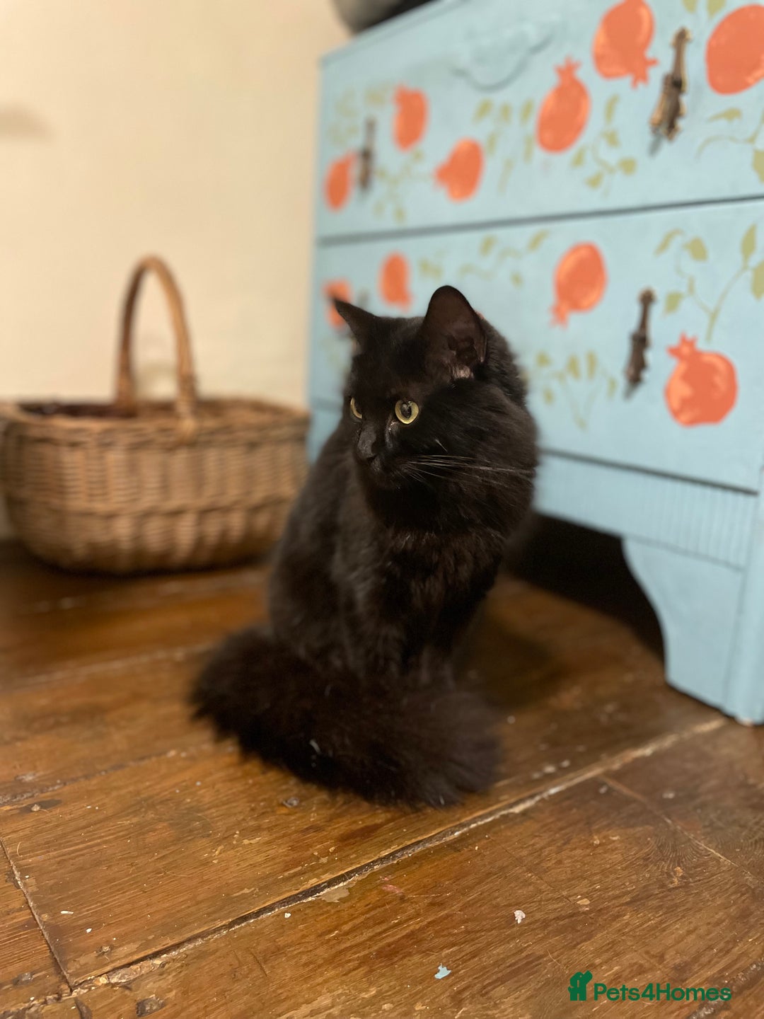 Domestic Shorthair cats for adoption: Zara, 4 year old female neutered  - Advert 4