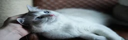 Ragdoll cats for sale: GCCF Registered Ragdoll kittens- 2 neutered boys - Advert 28