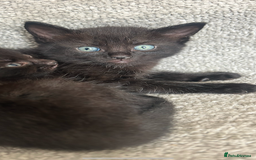 Mixed Breed cats for sale: 1 male black kitten  - Image 4