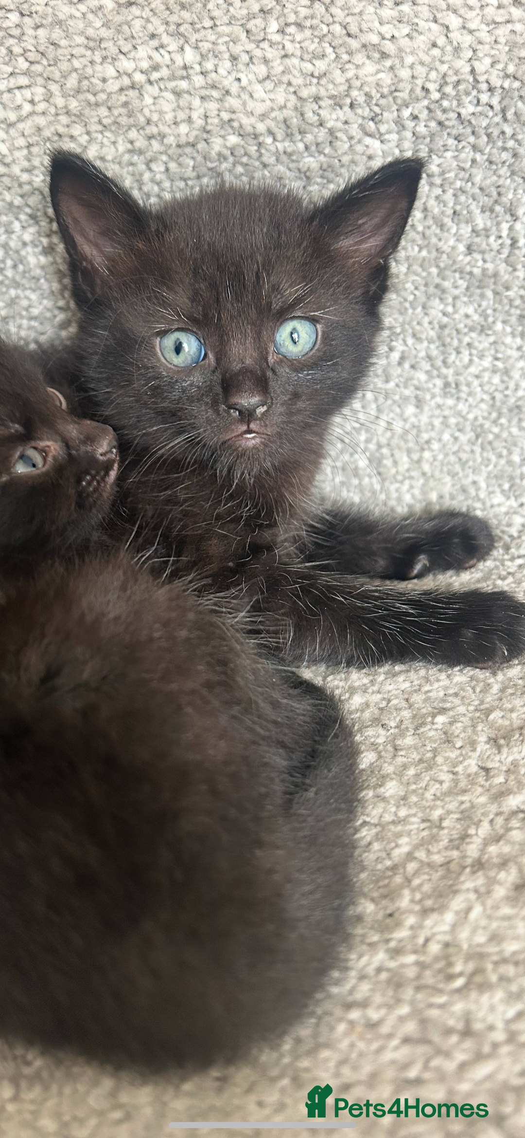 Mixed Breed cats for sale: 1 male black kitten  - Image 4
