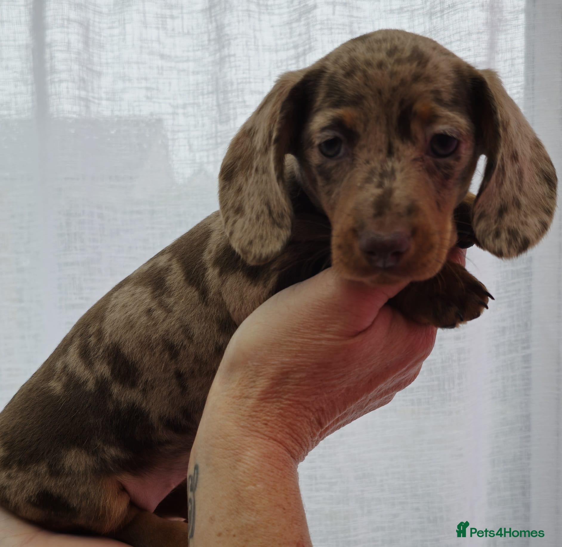 Miniature Dachshund dogs Beautiful miniature smooth-Haired Dachshunds pups - Advert 2