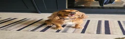 Cocker Spaniel dogs for sale: Beautiful cocker spaniel puppies in Blackpool - Advert 3