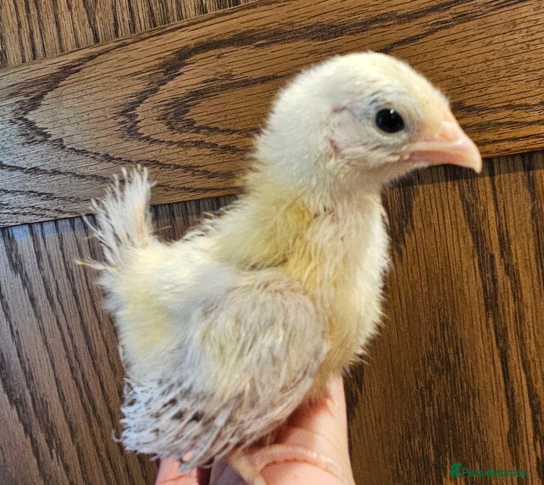 Chickens poultry for sale: Serama chicks and serama X silkie chicks - Image 2