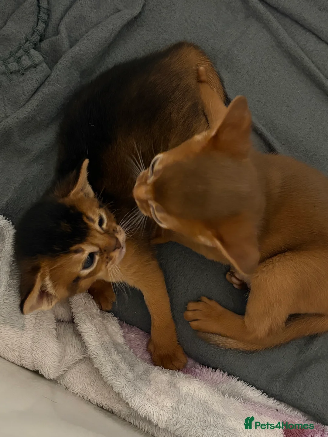 Abyssinian cats for sale: Abyssinian champion line kittens🏆 - Advert 19