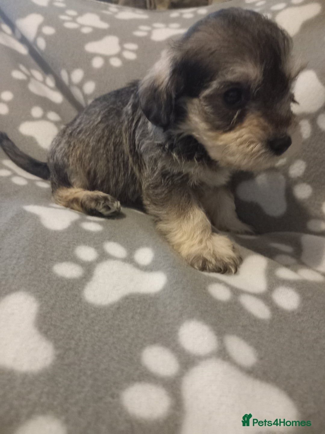 Mixed Breed dogs for sale: TOY SHNOODLES READY 21 DEC - Advert 4