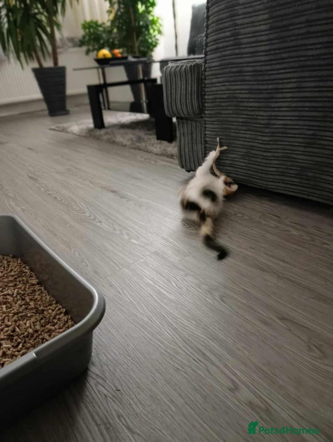 Mixed Breed cats for sale: Mini covs :D - Advert 17