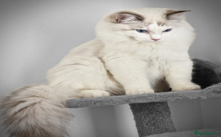 Ragdoll cats - Advert 1