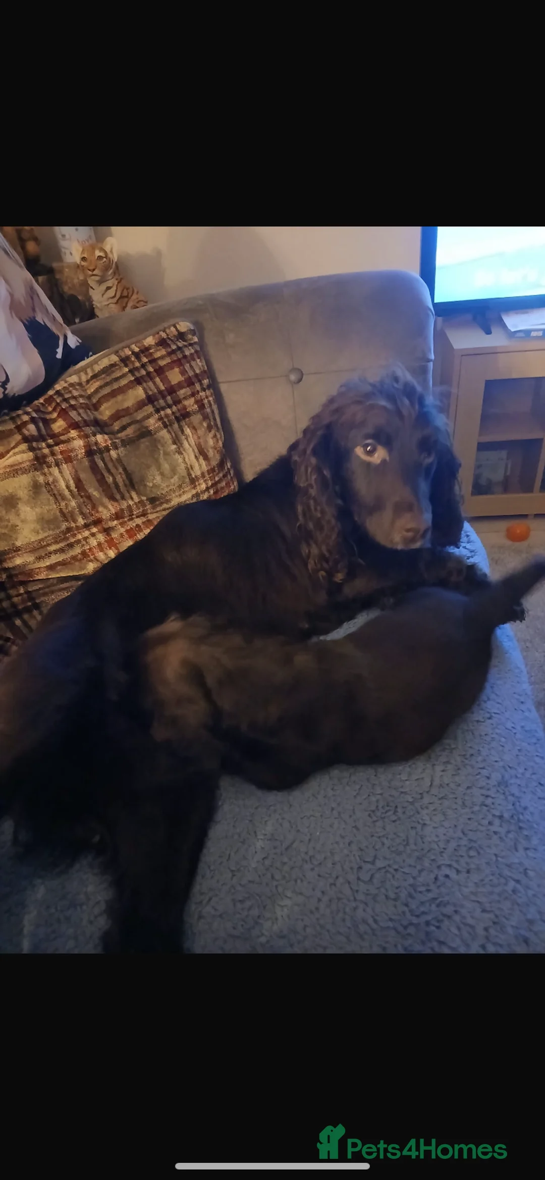 Cocker Spaniel dogs for sale: Cocker spaniel  - Advert 5