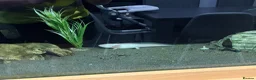 Other/Mixed Breed fish for sale: 2 axolotyls  - Advert 1