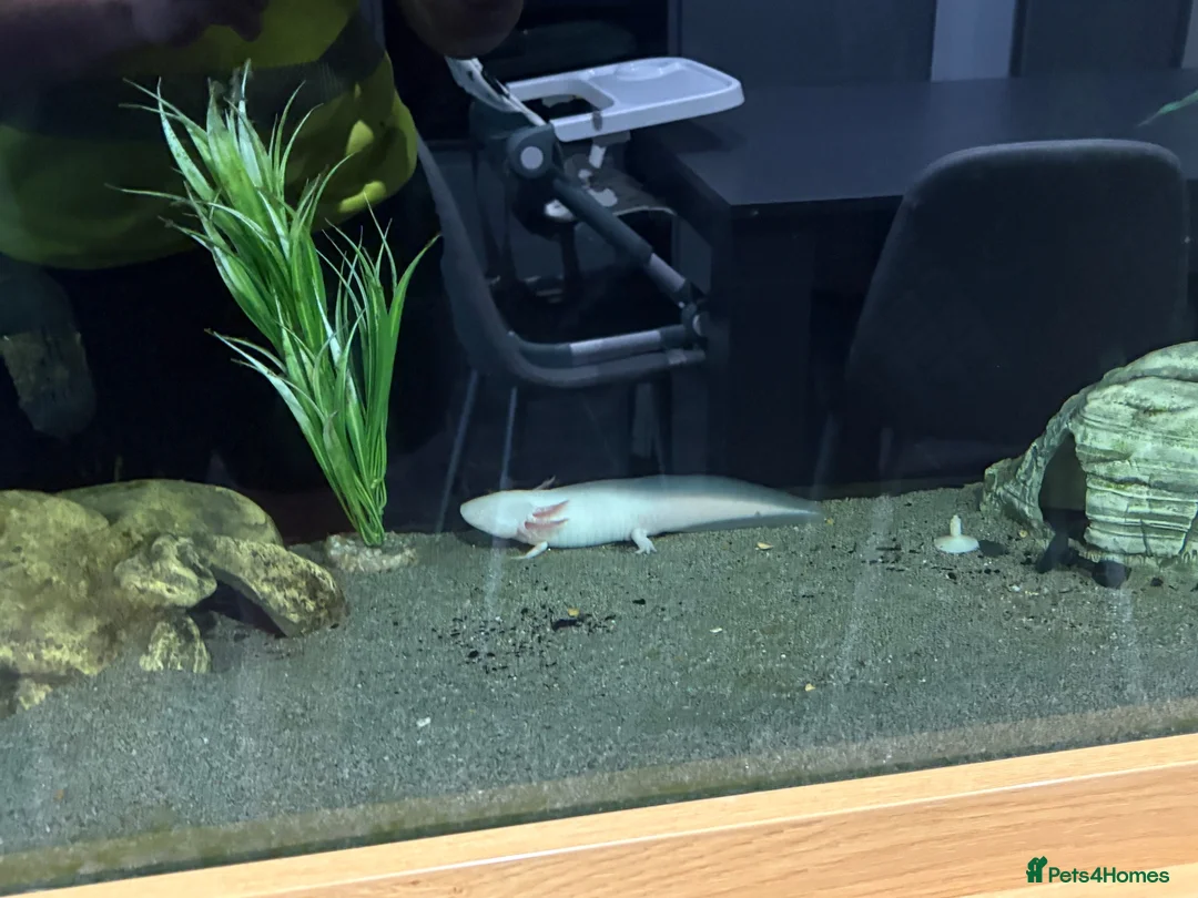Other/Mixed Breed fish for sale: 2 axolotyls  - Advert 1