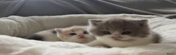British Shorthair cats for sale: GCCF BSH Lilac Bilcolour chunky 🐱  - Advert 14