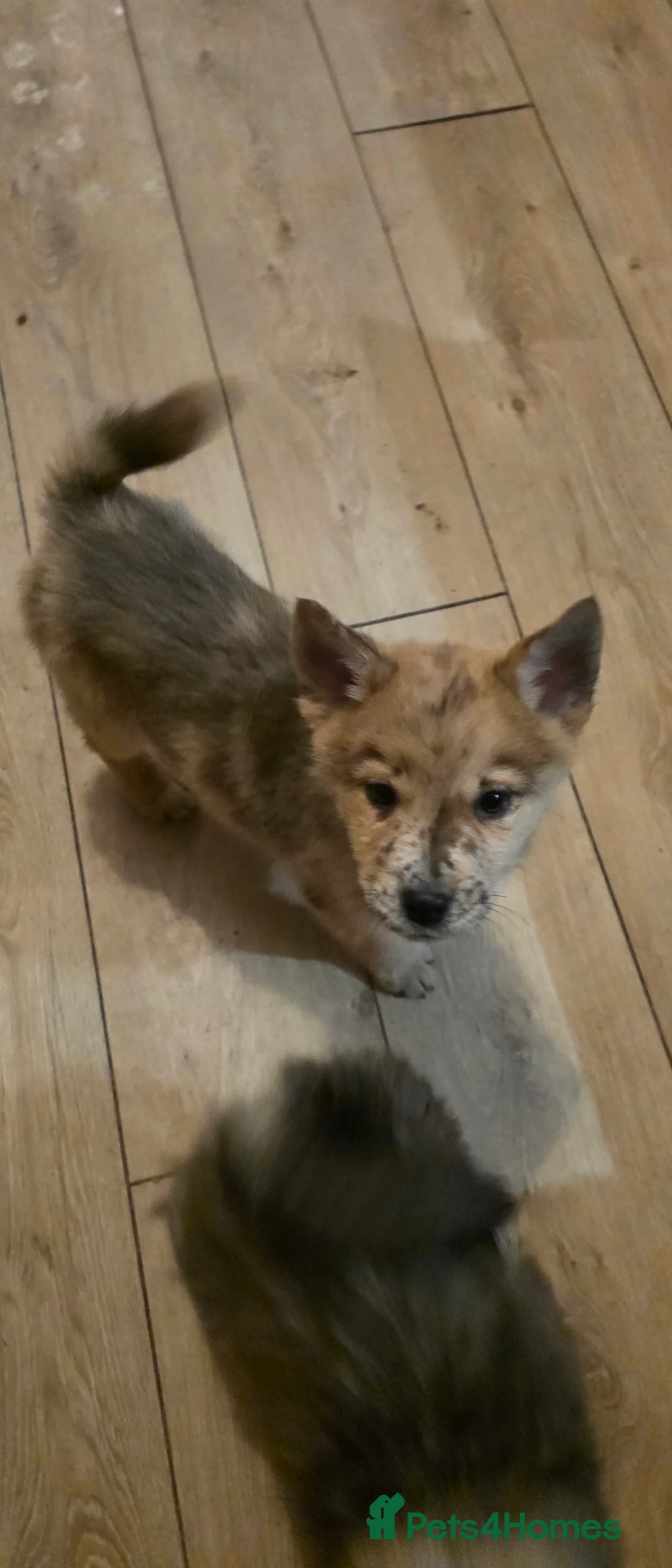 Mixed Breed dogs for sale: Adorable Merle Chowski's for sale  - Advert 21