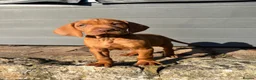 Hungarian Vizsla dogs for sale: Ready this weekend Beautiful litter.  - Advert 9