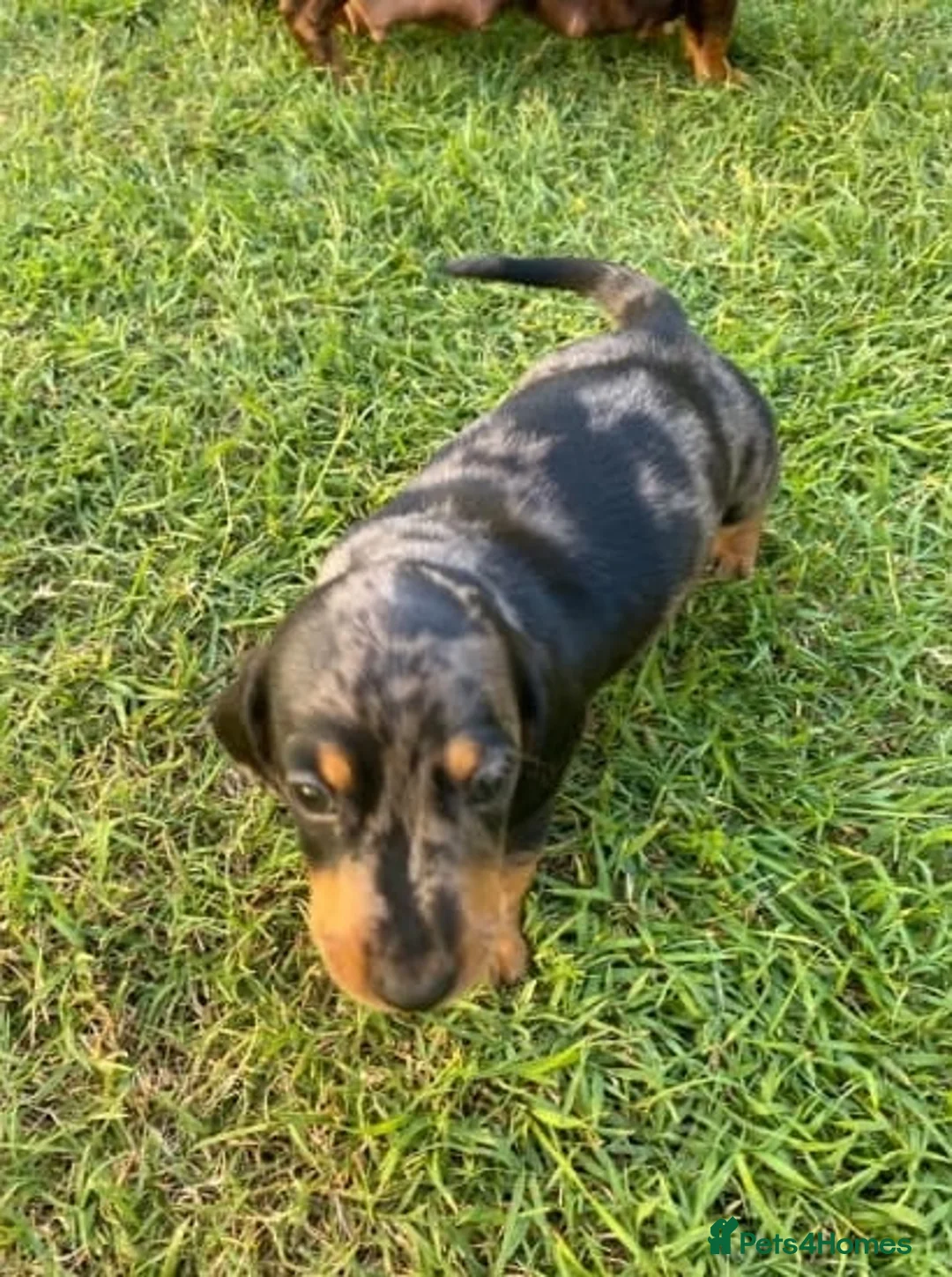 Miniature Dachshund dogs for sale: Active purebred dachschunds shorthair.  - Advert 2