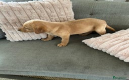 Labrador Retriever dogs for sale: Stunning traditional lab puppies 1 boy left - Image 6