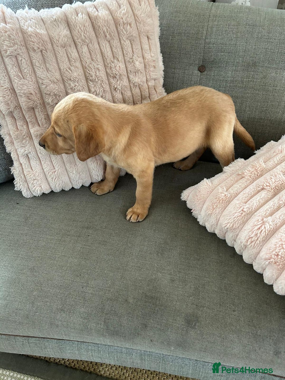 Labrador Retriever dogs for sale: Stunning traditional lab puppies 1 boy left - Image 6