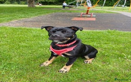 Rottweiler dogs for stud: Rottweiler cross for stud - Image 13