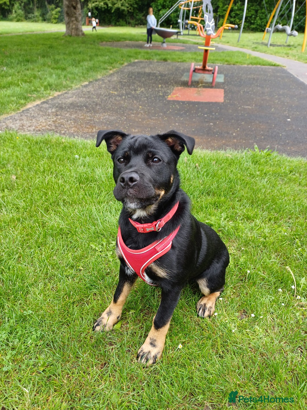 Rottweiler dogs for stud: Rottweiler cross for stud - Image 13