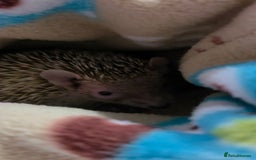 Pygmy Hedgehog rodents for sale: lesser tenerc  - Advert 2