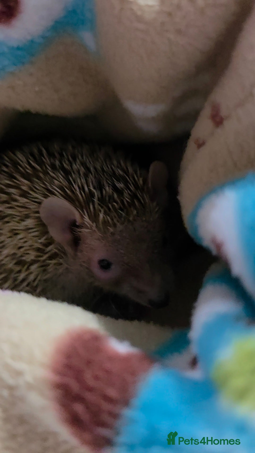 Pygmy Hedgehog rodents for sale: lesser tenerc  - Advert 2