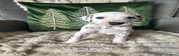 Dalmatian dogs for sale: PEDIGREE Dalmatian Puppies ready NOW - Advert 15