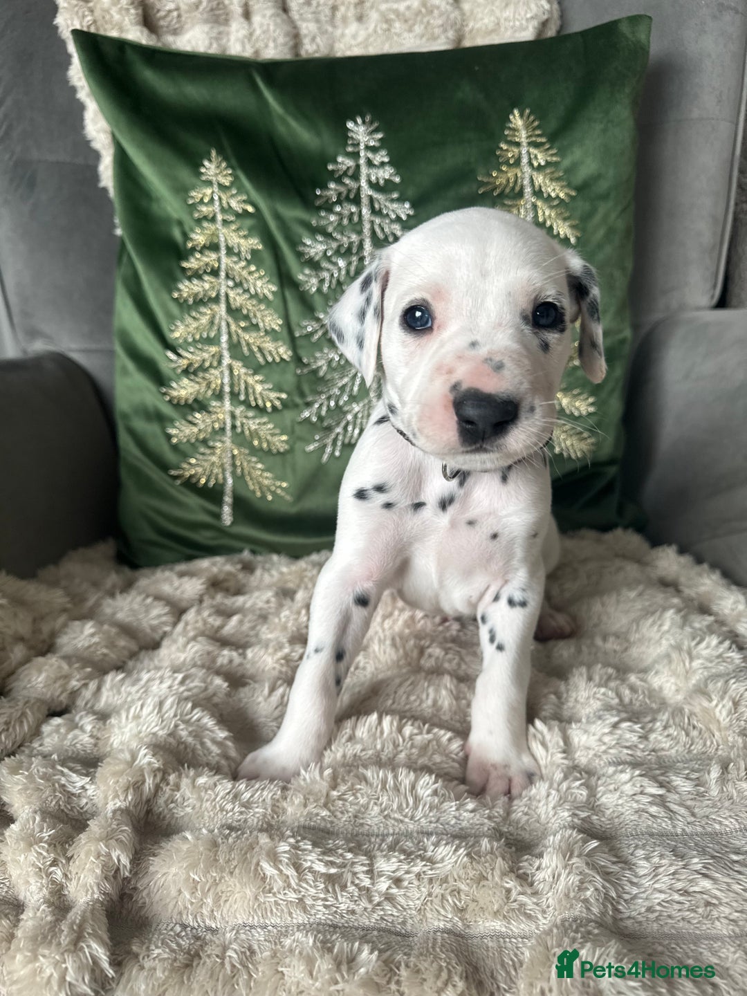Dalmatian dogs for sale: PEDIGREE Dalmatian Puppies ready NOW - Advert 15