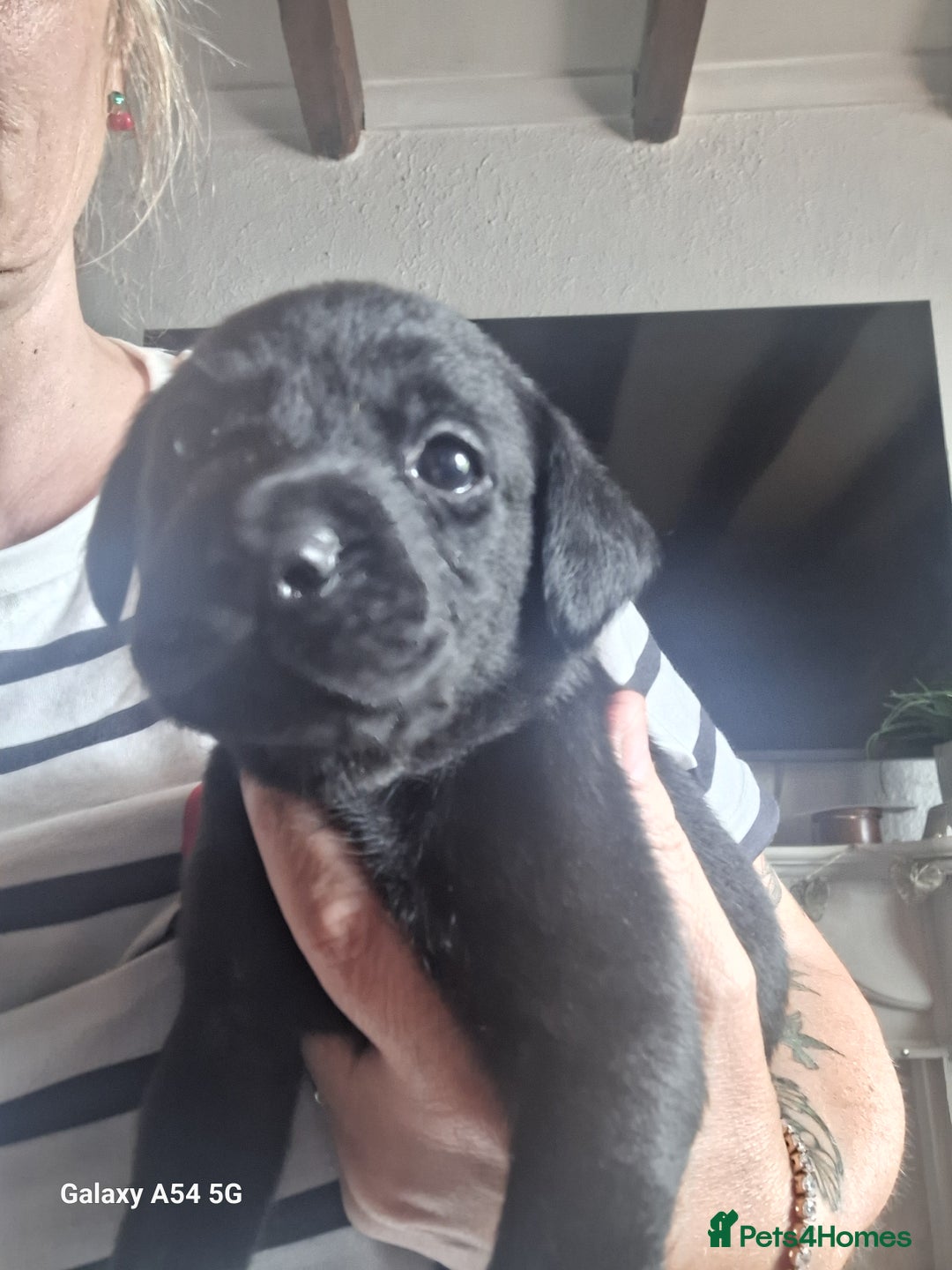 Labrador Retriever dogs for sale: Pedigree Black labrador pups  - Image 3
