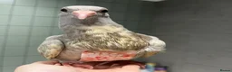 Pigeons birds for sale: Hand feed pet pigeons  - Advert 1