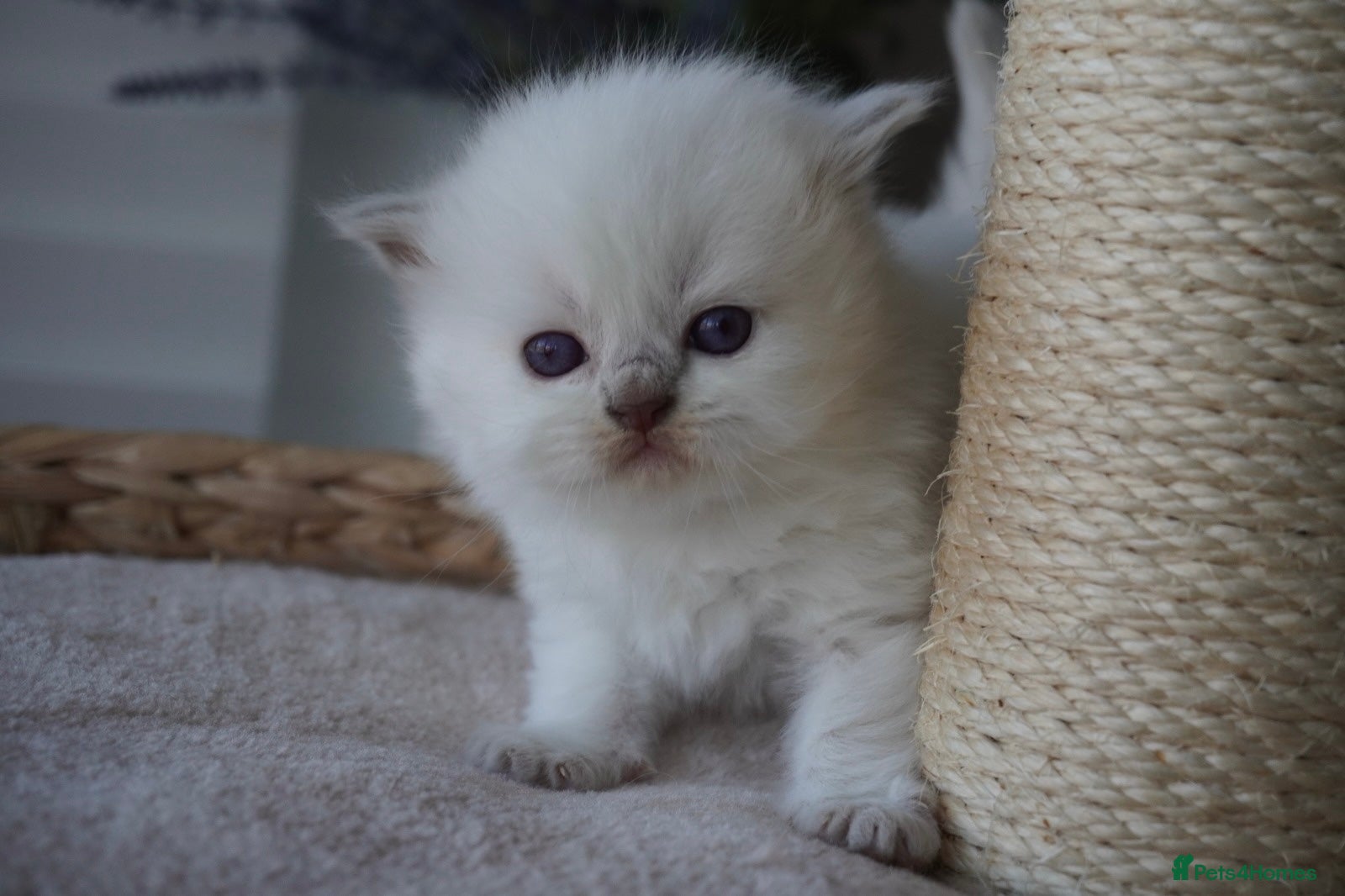 Scottish Fold cats Beautiful kittens - Advert 2