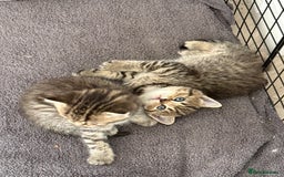 Mixed Breed cats for sale: Half Ragdoll, Half British Shorthairs  - Image 4