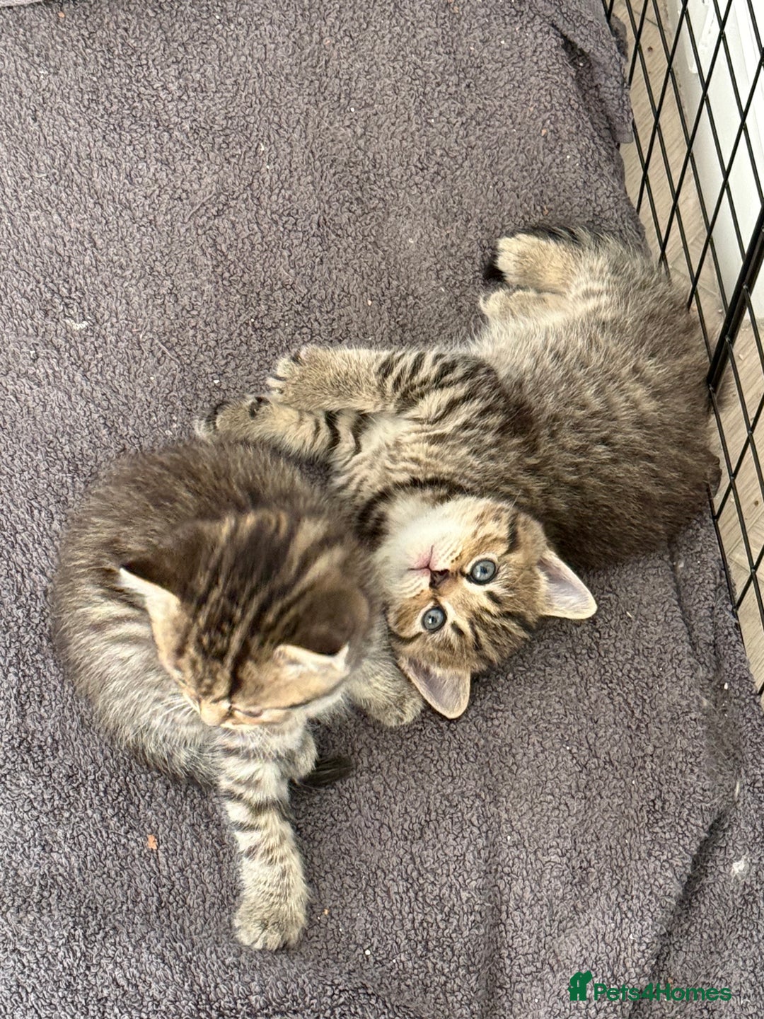 Mixed Breed cats for sale: Half Ragdoll, Half British Shorthairs  - Image 4