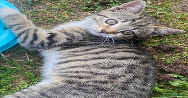 American Shorthair cats for sale in Stansted - Advert 5