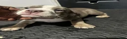 American Bully dogs for sale: Micro American bully pups  in Erith - Advert 4