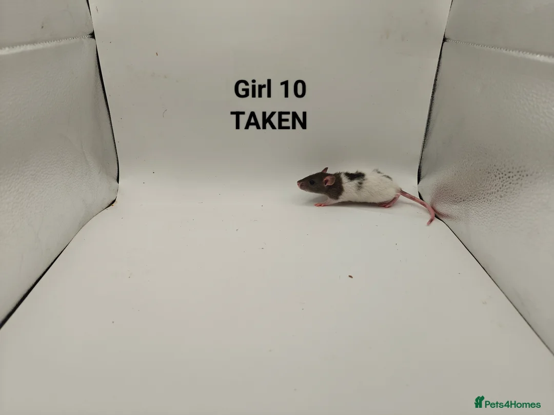 Rat rodents for sale: DEC: 24 Rats (3 Rats: 3 Boys Left) - Advert 25