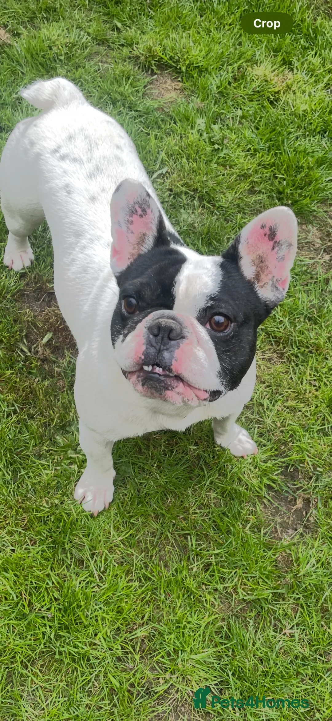 French Bulldog dogs for sale: French bulldog.  - Advert 2