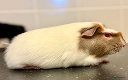 Guinea Pig rodents for sale: 2 sows 1 boar  - Image 2