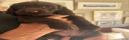 Sprocker dogs for sale: Gorgeous Chocolate Cocker Spaniel Puppies in Shrewsbury - Advert 26