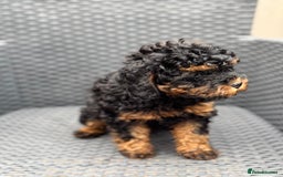 Cavapoo dogs for sale: 🔥 1 left Ready to go cavapoo puppy’s🔥 - Image 17