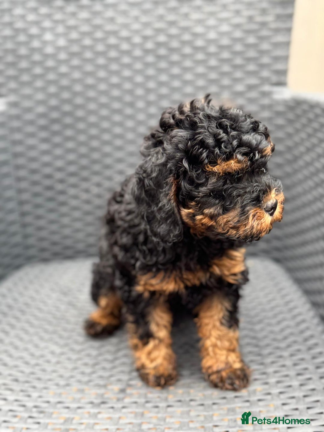 Cavapoo dogs for sale: 🔥 1 left Ready to go cavapoo puppy’s🔥 - Image 17
