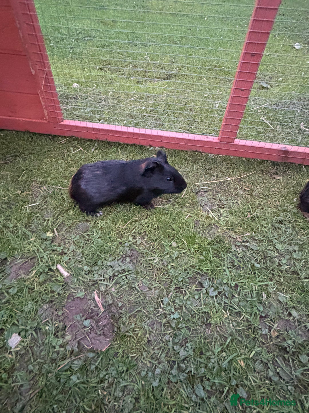 Guinea Pig rodents for sale: Baby guinea pigs  - Advert 9