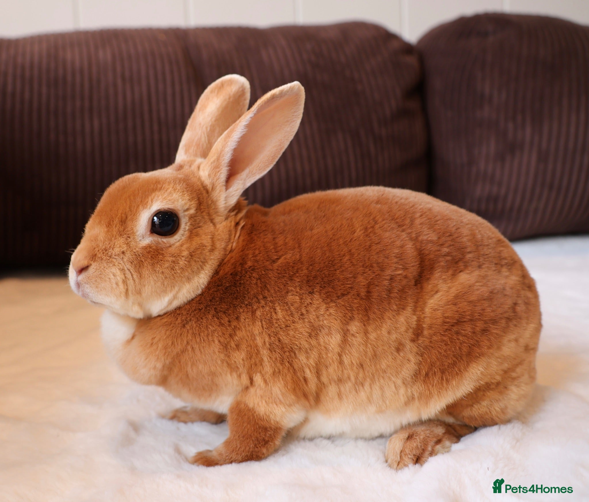 Rex rabbits Orange Doe ”Poppy”  - Advert 1