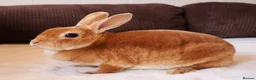 Rex rabbits for sale: Orange Doe ”Poppy”  - Advert 1