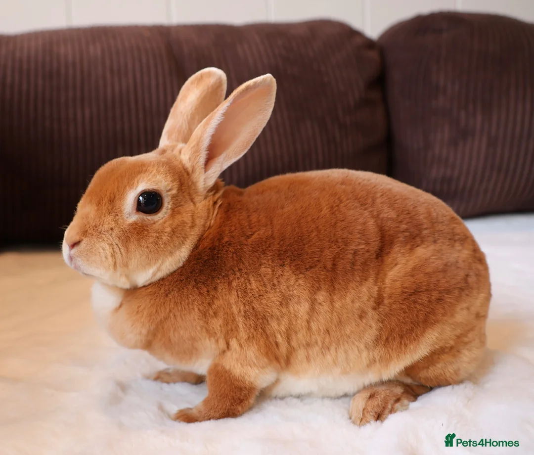 Rex rabbits for sale: Orange Doe ”Poppy”  - Advert 1