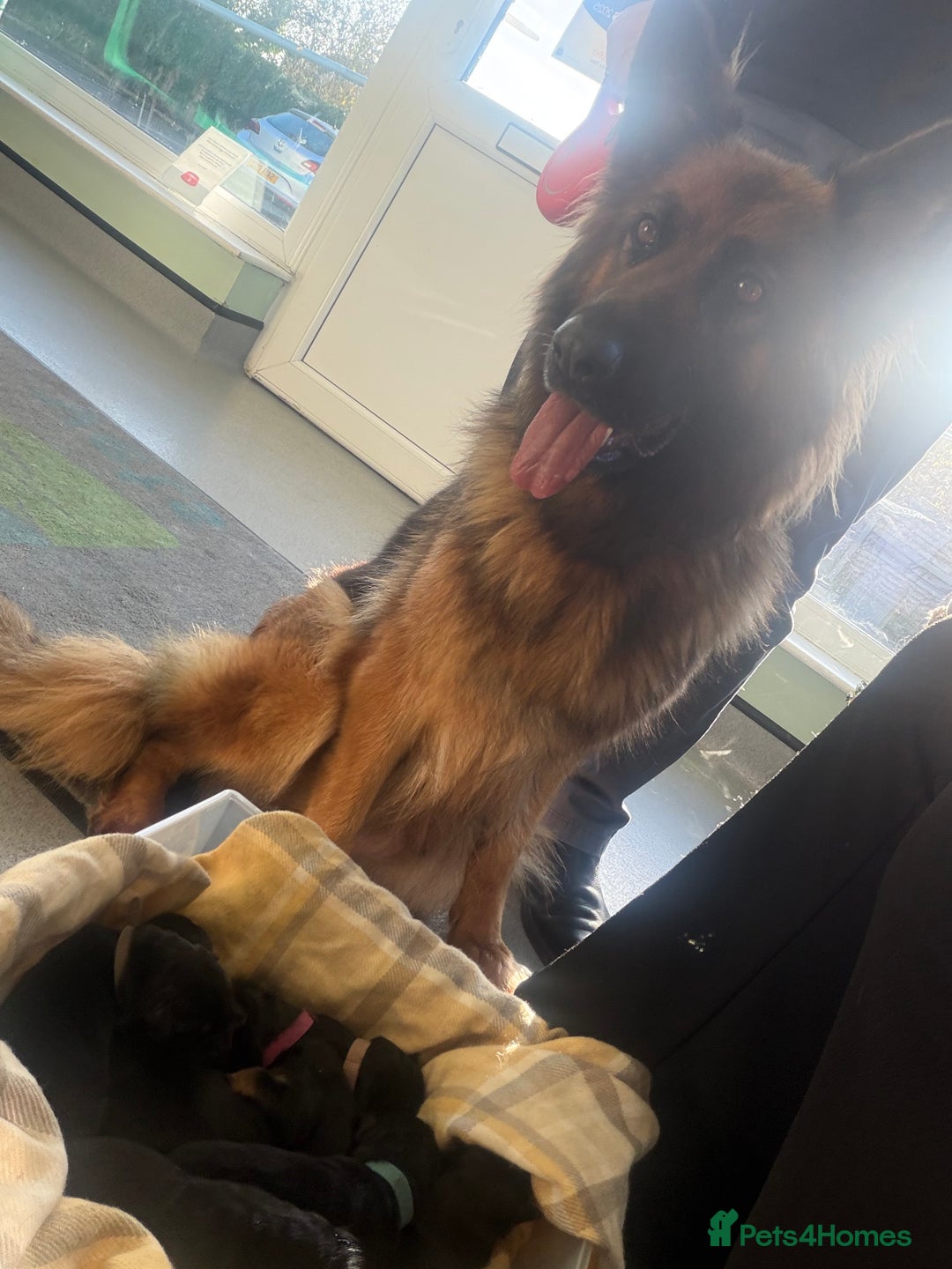 German Shepherd dogs for sale: Long haired German shepherd puppies  - Advert 4