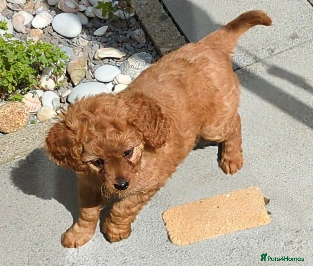 Cavapoo dogs ONLY ONE BOY PUPPY LEFT, price open to negotiation - Advert 2