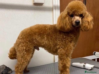 Toy Poodle dogs DNA tested Toy poodle at stud in Alston - Advert 2