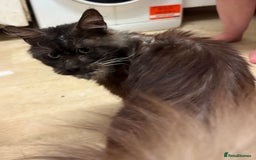 Maine Coon cats for sale: Handsome Maine Coon Male - Image 4