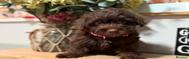 Jackapoo 4
