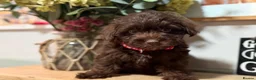 Jackapoo dogs for sale: *** Stunning Jackapoos Ready Now - Advert 2
